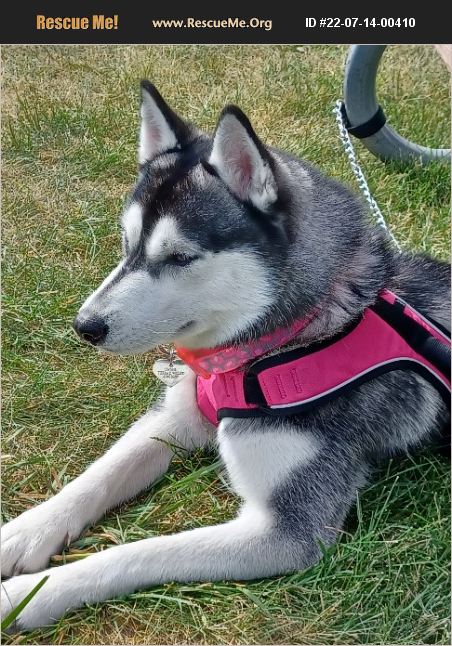 ADOPT 22071400410 ~ Siberian Husky Rescue ~ Milwaukee, WI