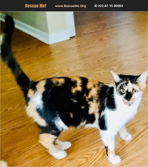 ADOPT 22071500084 American Shorthair Rescue TX