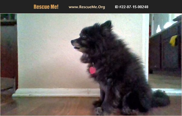 adopt-22071500248-pomeranian-rescue-indianapolis-in