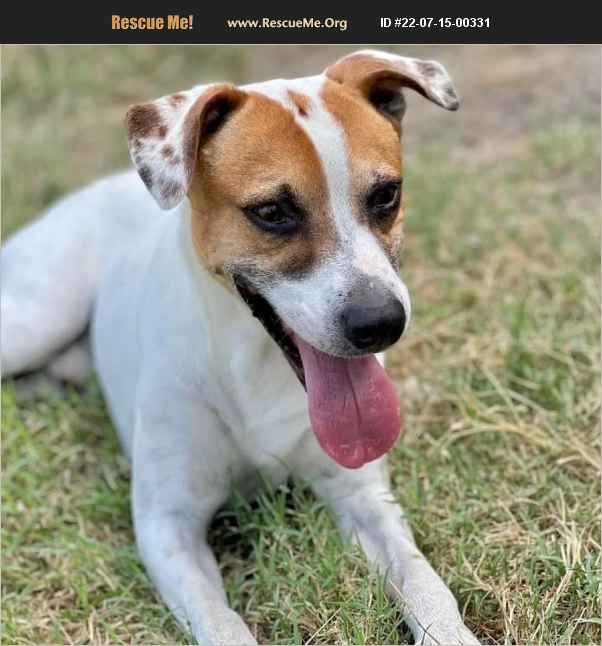 ADOPT 22071500331 Jack Russell Rescue Dripping Springs, TX