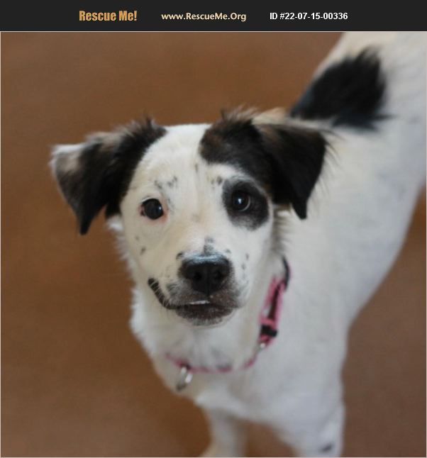 ADOPT 22071500336 English Springer Spaniel Rescue Dripping Springs, TX