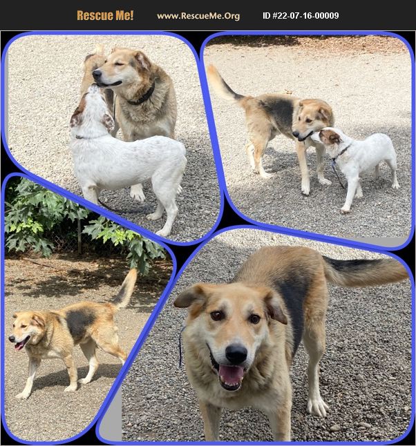 ADOPT 22071600009 Golden Retriever Rescue Auburn, WA