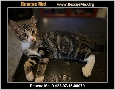 CAT RESCUE CAMPBELLTOWN visual data 2