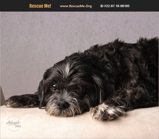 ADOPT 22071800185 ~ Shih Tzu Rescue ~ Aiken, SC