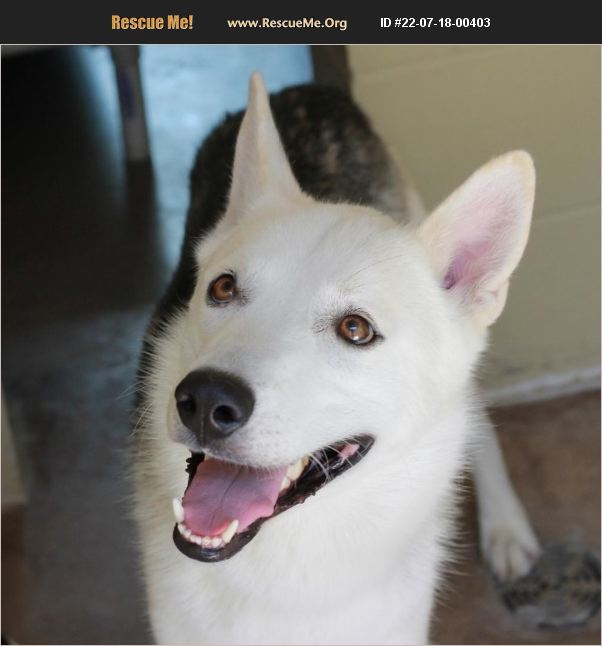 ADOPT 22071800403 Alaskan Malamute Rescue Dripping Springs, TX
