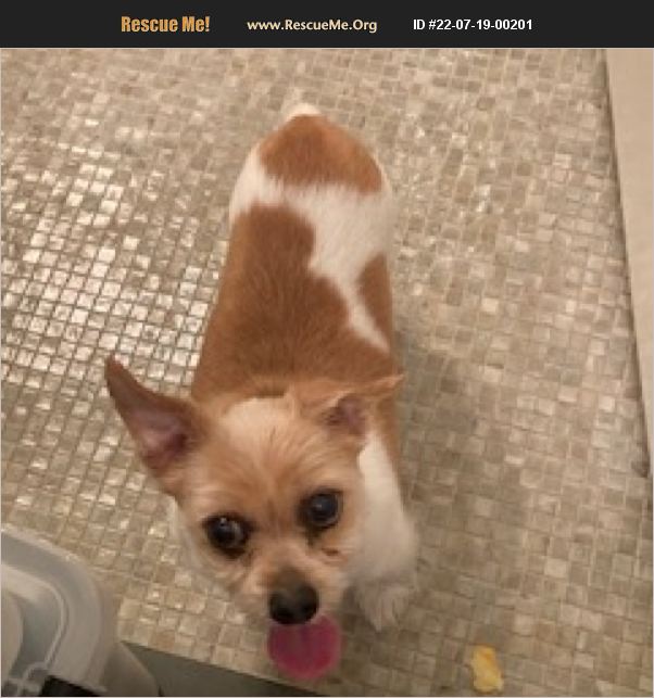 ADOPT 22071900201 Chihuahua Rescue New York, NY