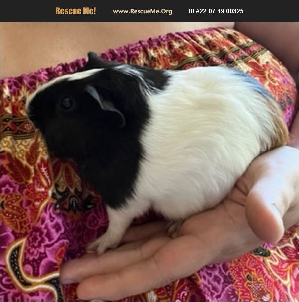 ADOPT 22071900325 Small Mammal Rescue Bonney Lake, WA