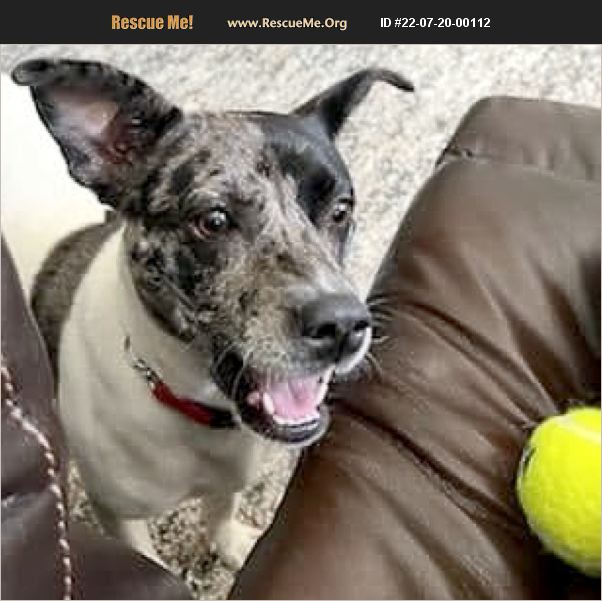 ADOPT 22072000112 Australian Cattle Dog Rescue Cary, NC