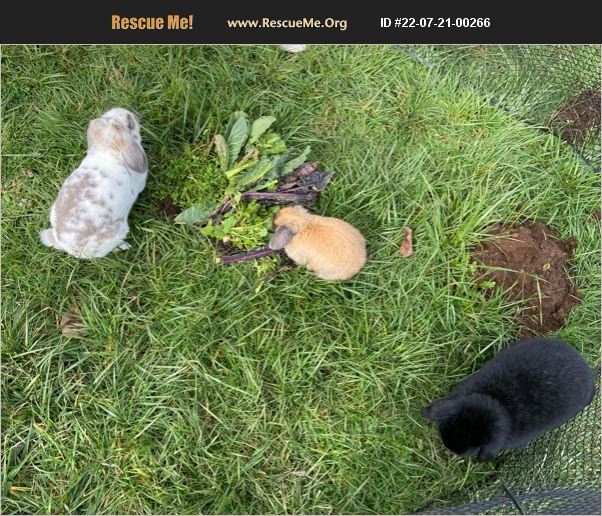 ADOPT 22072100266 Rabbit Rescue Camas, WA