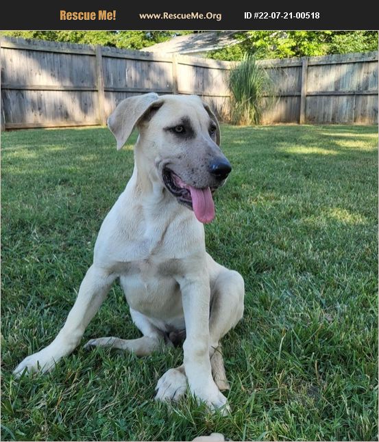 ADOPT 22072100518 Great Dane Rescue Sophia, NC