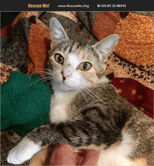 Adopt 22072200315 ~ Domestic Cat Rescue ~ Williamsburg Nm 