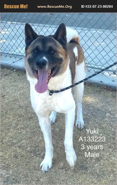 ADOPT 22072300284 ~ Akita Rescue ~ Bakersfield, CA