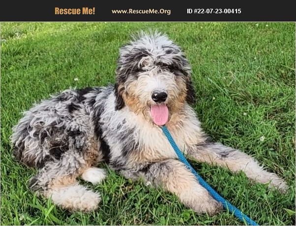 ADOPT 22072300415 ~ Bernese Mountain Dog Rescue ~ Lagrange, IN