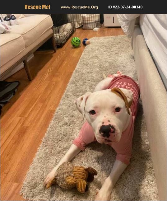 ADOPT 22072400348 American Bulldog Rescue Philozoia Animal Rescue