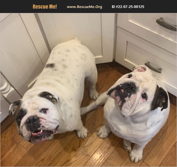 ADOPT 22072500125 ~ Bulldog Rescue ~ Washington, PA
