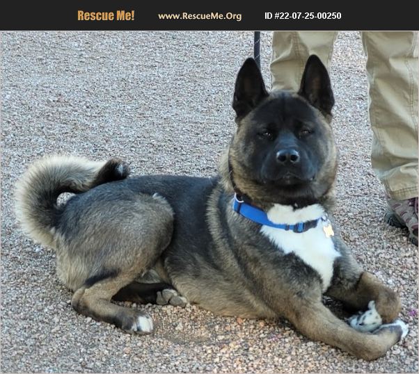 ADOPT 22072500250 ~ Akita Rescue ~ Queen Creek, AZ