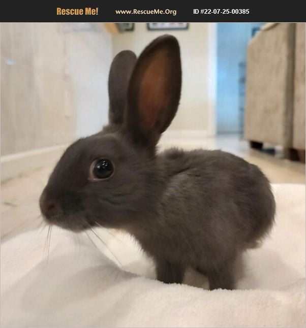 ADOPT 22072500385 Rabbit Rescue Miami, FL