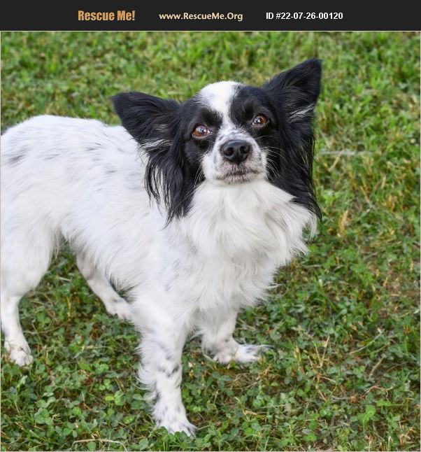 ADOPT 22072600120 ~ Papillon Rescue ~ Alpharetta, GA