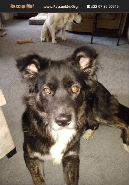 ADOPT 22072600249 Border Collie Rescue Las Vegas NV