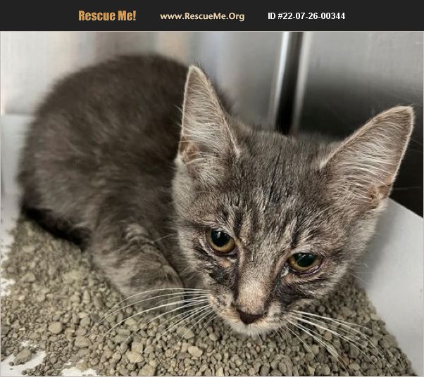 ADOPT 22072600344 Domestic Cat Rescue Salisbury, NC