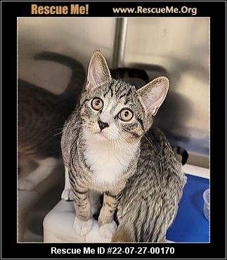 - New Jersey Cat Rescue - ADOPTIONS - Rescue Me!