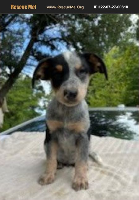 ADOPT 22072700318 ~ Australian Cattle Dog Rescue ~ Rochester, NH