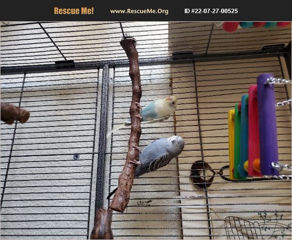 ADOPT 22072700525 ~ Pet Bird Rescue ~ Lancaster, CA
