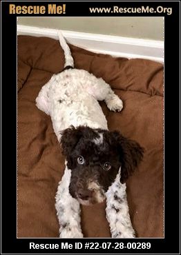 - Ohio Dog Rescue - ADOPTIONS - Rescue Me!