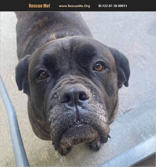 ADOPT 22073000011 Mastiff Rescue Hopkinsville, KY