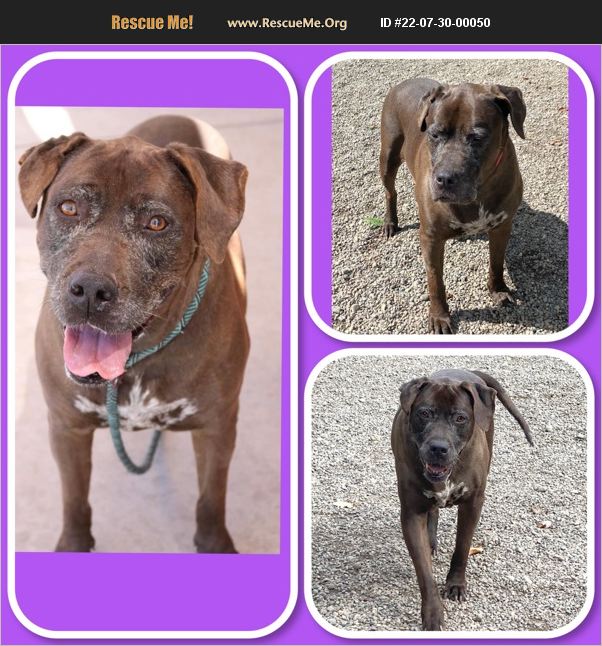 ADOPT 22073000050 Lab Rescue Auburn, WA