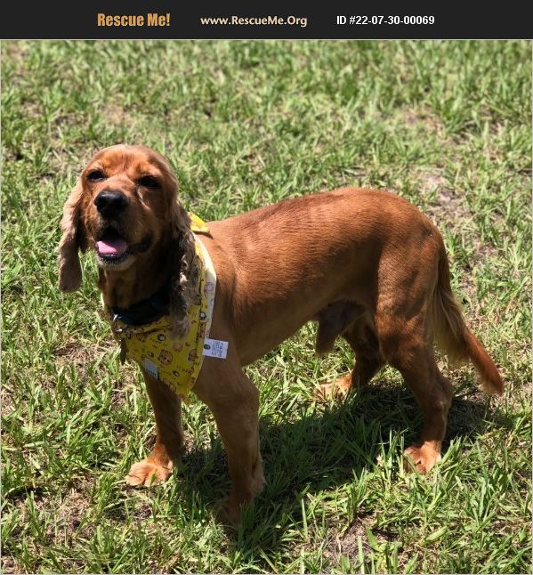 ADOPT 22073000069 Cocker Spaniel Rescue Cape Coral, FL