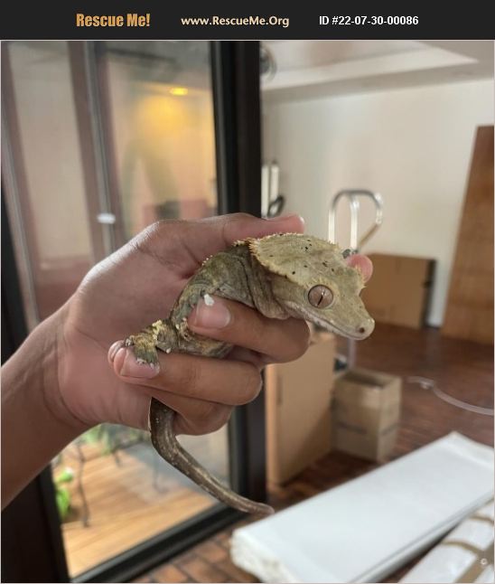 ADOPT 22073000086 Reptile/Amphibian Rescue Richardson, TX