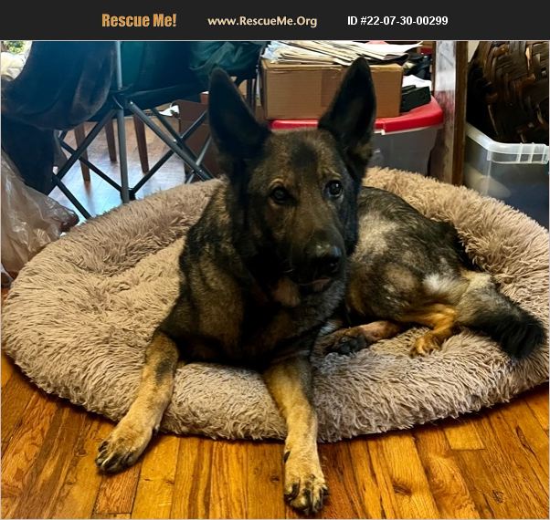 ADOPT 22073000299 German Shepherd Rescue Birmingham, AL