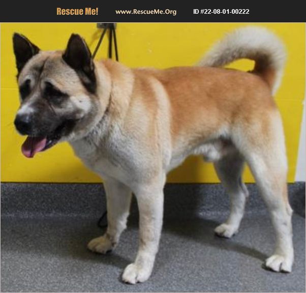 ADOPT 22080100222 ~ Akita Rescue ~ Los Angeles, CA