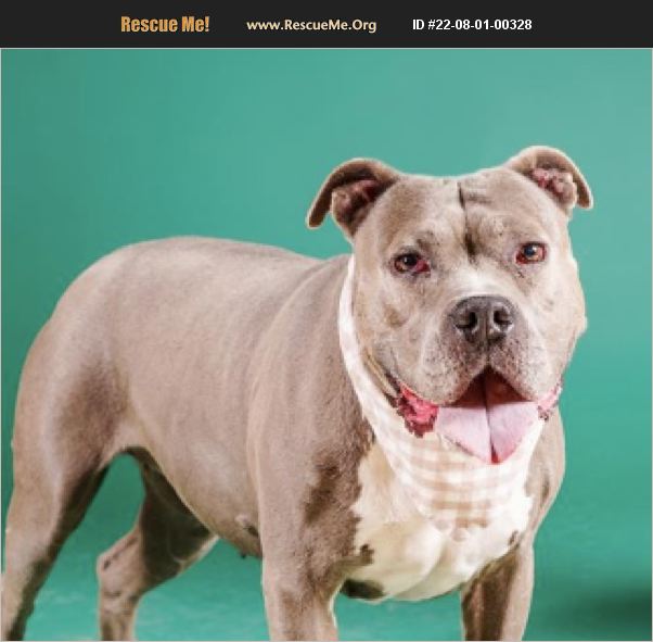 ADOPT 22080100328 Bulldog Rescue Los Angeles, CA