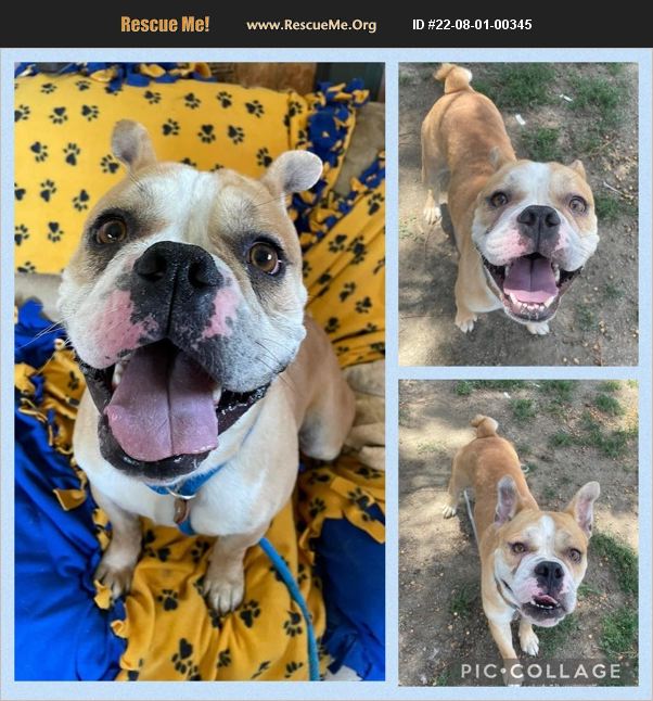 ADOPT 22080100345 American Bulldog Rescue Riverside County, CA