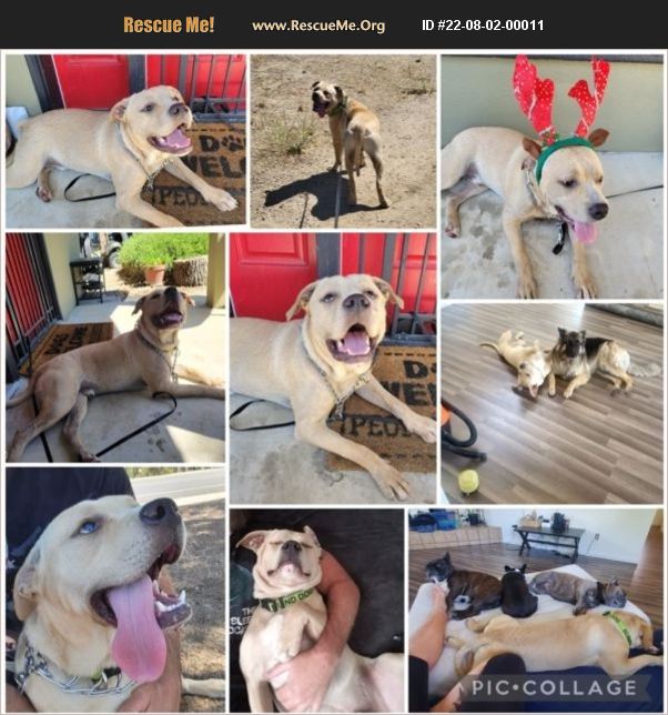 ADOPT 22080200011 Lab Rescue Riverside County, CA