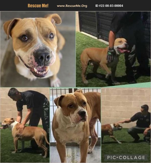 ADOPT 22080300004 Pit Bull Rescue Orange County, CA