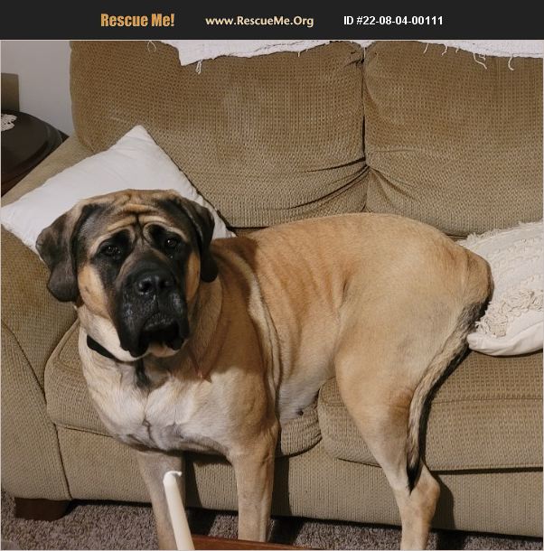 ADOPT 22080400111 Mastiff Rescue EDINBURGH, IN