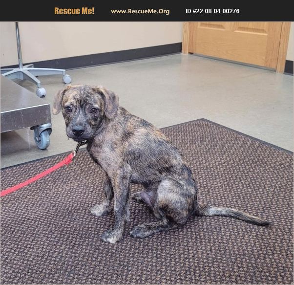 ADOPT 22080400276 Pug Rescue Gladwin, MI