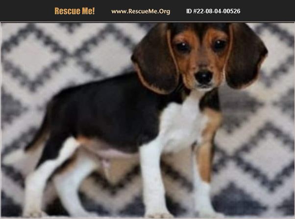 ADOPT 22080400526 ~ Beagle Rescue ~ PLATTSBURGH, NY