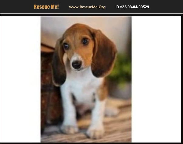 ADOPT 22080400529 ~ Beagle Rescue ~ PLATTSBURGH, NY