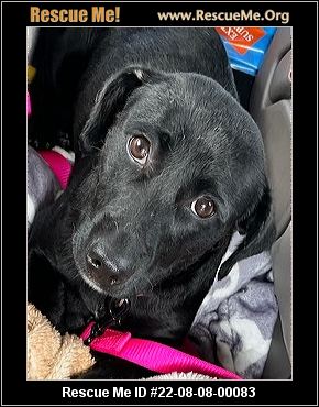 VIRGINIA DACHSHUND RESCUE visual data 5