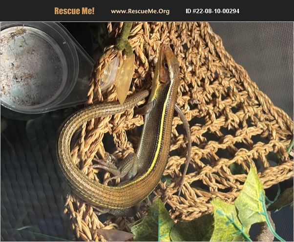ADOPT 22081000294 ~ Reptile/Amphibian Rescue ~ Palatine, IL