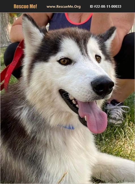 ADOPT 22081100033 ~ Siberian Husky Rescue ~ Bend, OR