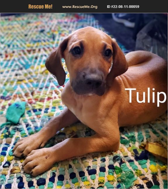 ADOPT 22081100059 Great Dane Rescue Battle Creek, MI