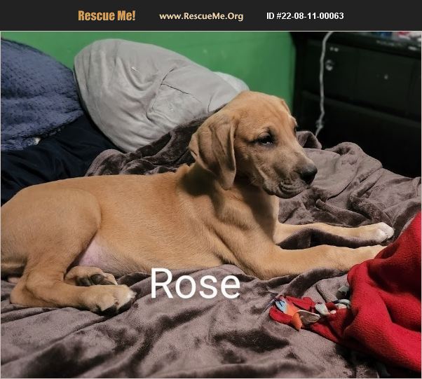 ADOPT 22081100063 Great Dane Rescue Battle Creek, MI