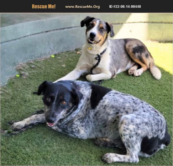 ADOPT 22081400448 Australian Cattle Dog Rescue Van Nuys, CA