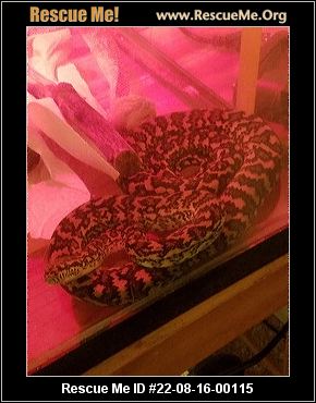 - Rhode Island Reptile/Amphibian Rescue - ADOPTIONS - Rescue Me!