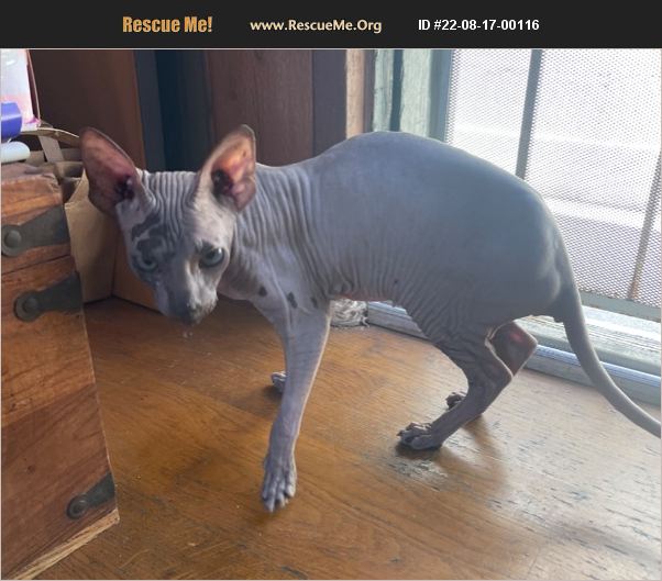 ADOPT 22081700116 Sphynx Rescue Los angeles, CA